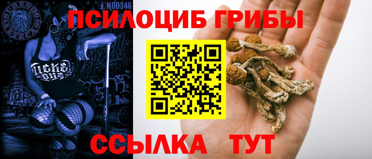 Галлюциногенные грибы Psilocybe Нижневартовск